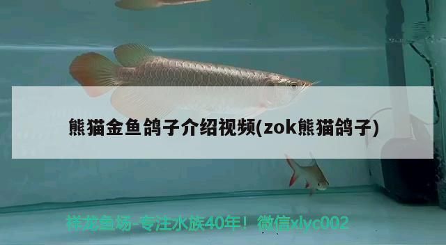 熊貓金魚鴿子介紹視頻(zok熊貓鴿子)（熊貓金魚鴿子介紹視頻（zok熊貓金魚鴿子介紹視頻））