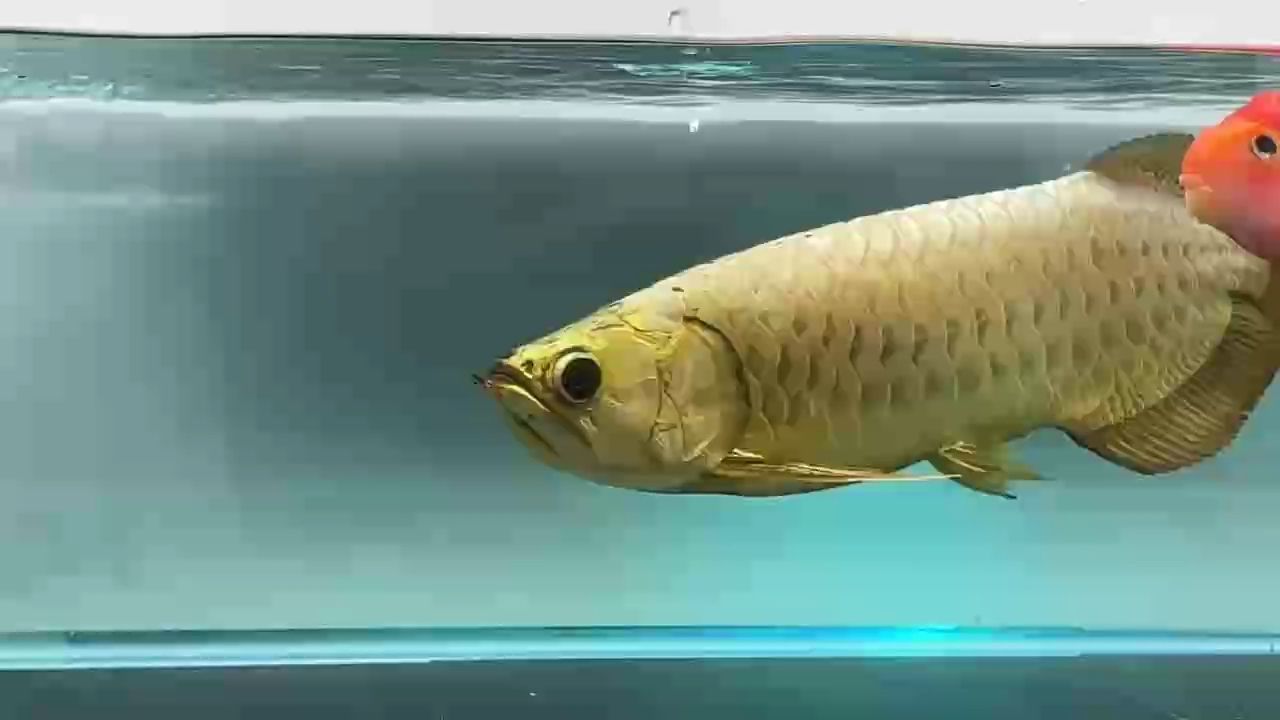 AG琥珀金炮彈頭萬元戶（ag琥珀金炮彈頭萬元戶）