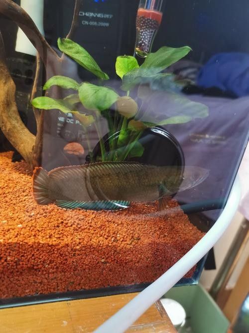 紅龍魚魚缸底沙如何選擇