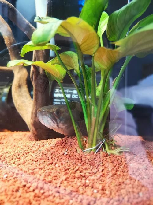 紅龍魚魚缸底沙如何選擇