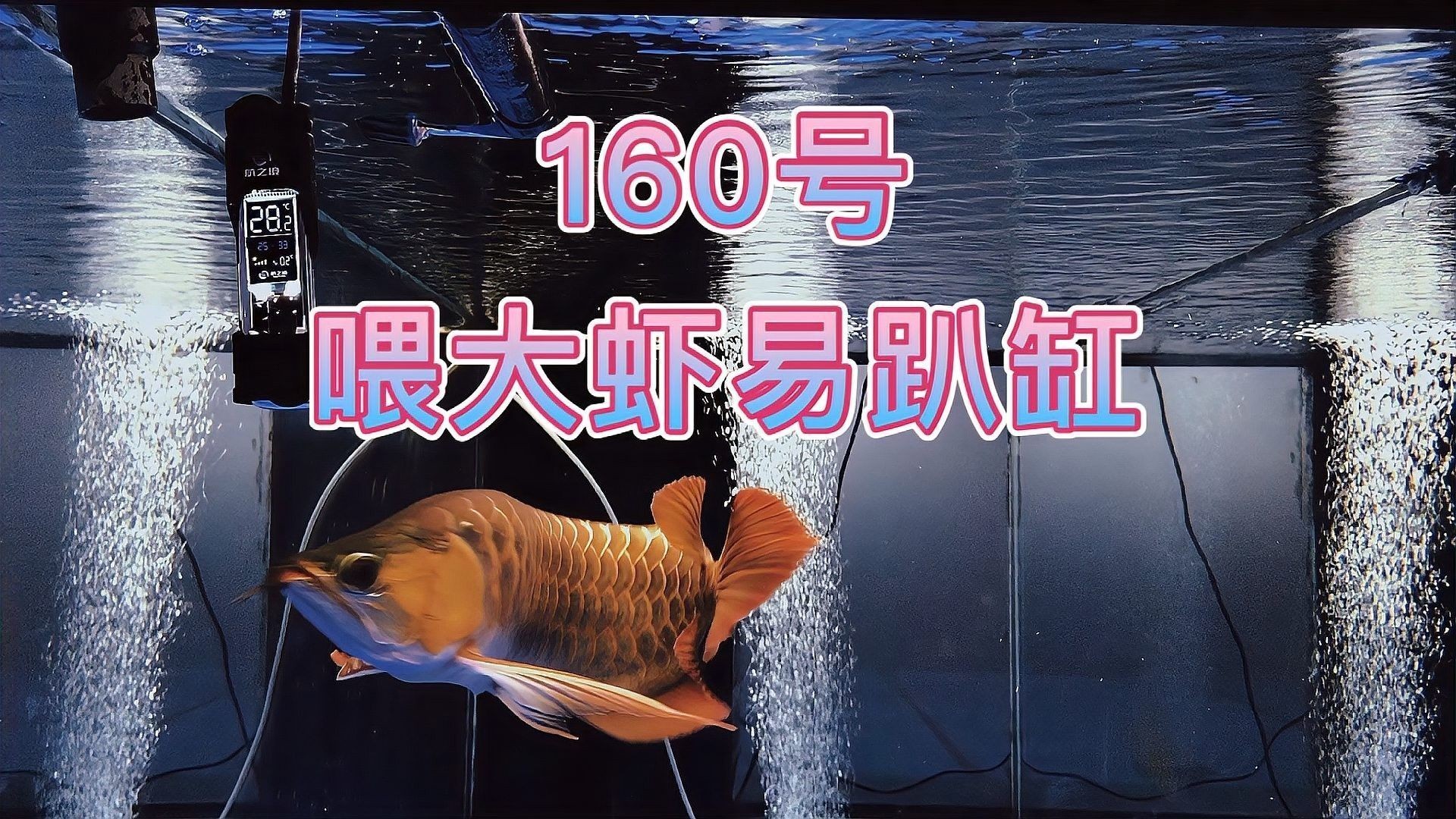 龍魚趴缸期間需要喂食嗎？（魚趴缸期間是否需要喂食）