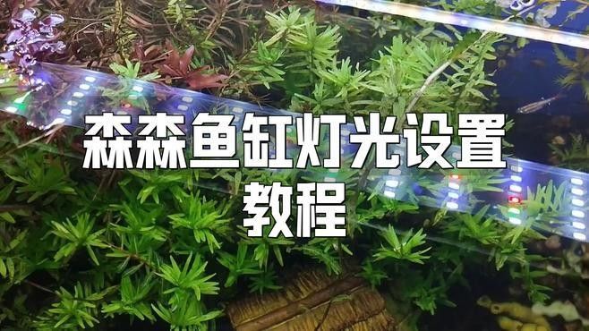森森龍魚缸LED燈的安裝步驟（森森龍魚缸led燈安裝方法）