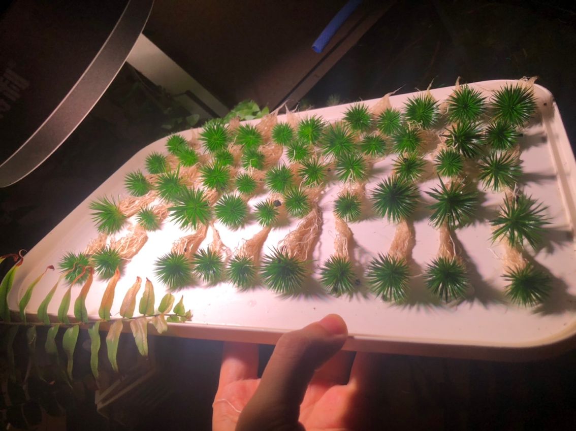 出迷你古精50顆（出迷你古精50顆，我為您生成了以下摘要）
