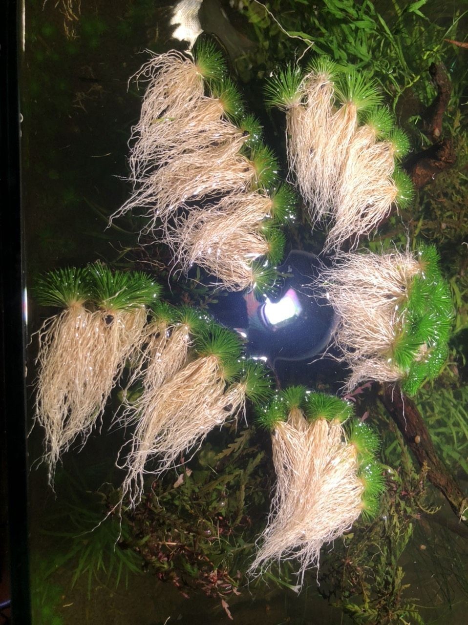 出迷你古精50顆（出迷你古精50顆，我為您生成了以下摘要）
