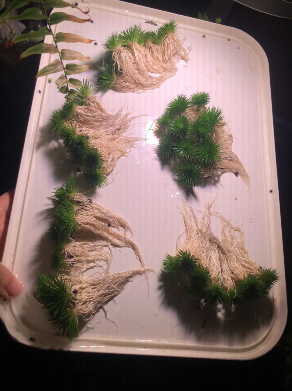 出迷你古精50顆（出迷你古精50顆，我為您生成了以下摘要）