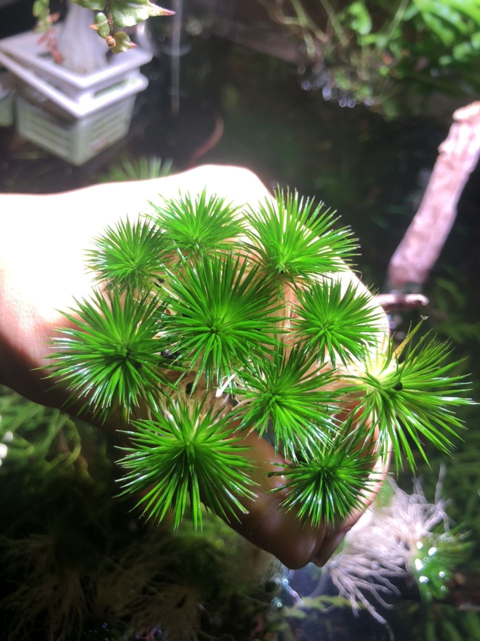 出迷你古精50顆（出迷你古精50顆，我為您生成了以下摘要）