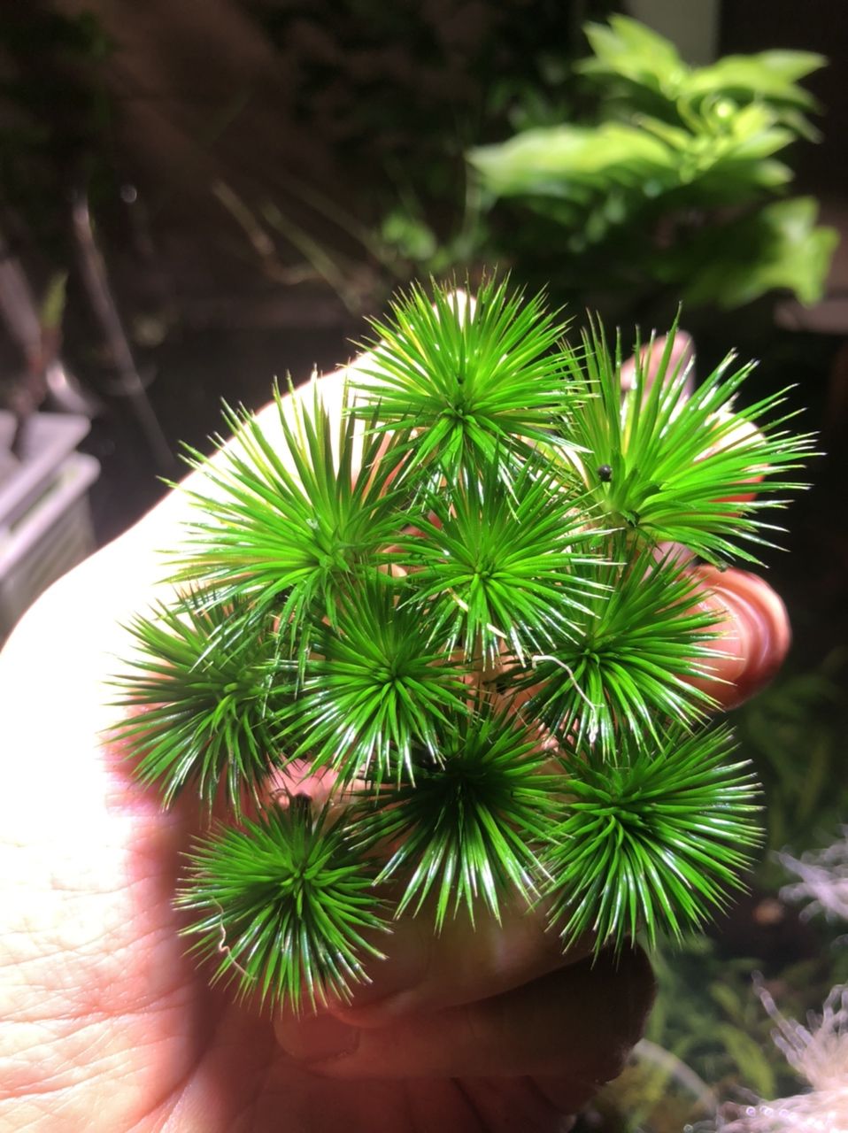 出迷你古精50顆（出迷你古精50顆，我為您生成了以下摘要）