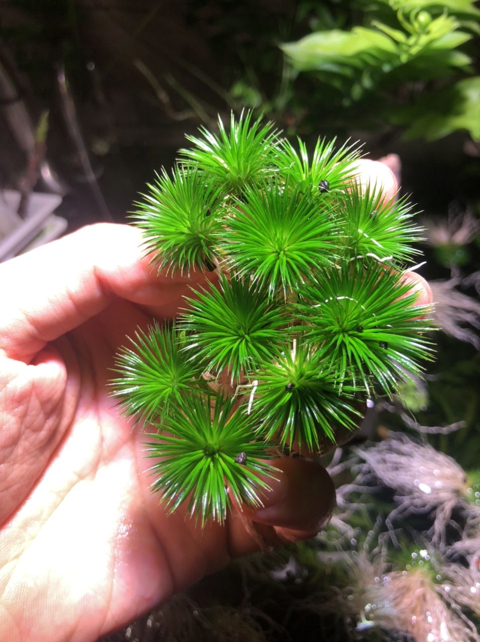 出迷你古精50顆（出迷你古精50顆，我為您生成了以下摘要）