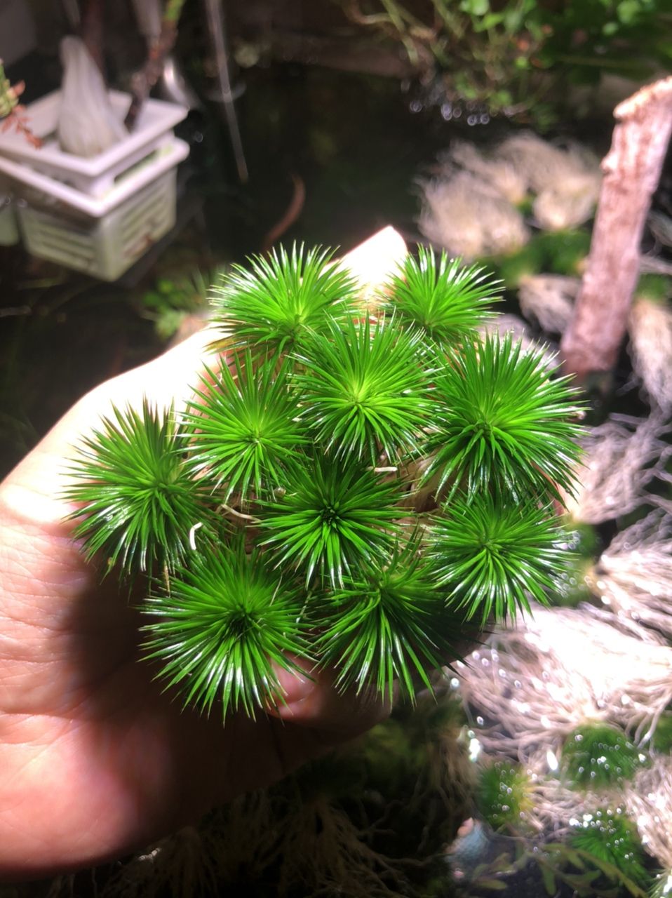 出迷你古精50顆（出迷你古精50顆，我為您生成了以下摘要）