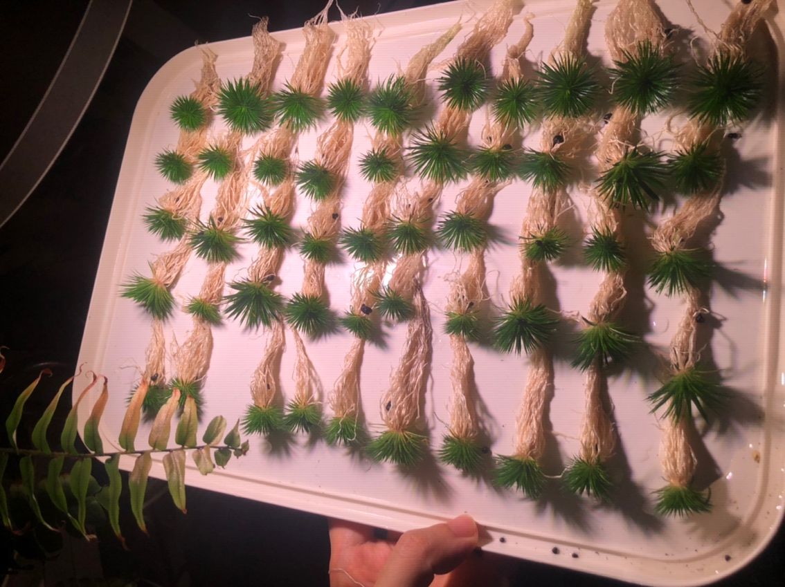 出迷你古精50顆（出迷你古精50顆，我為您生成了以下摘要）