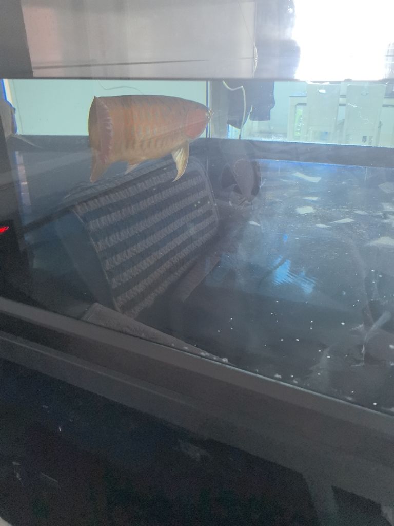 換水（北京老寧評論：換水對水質的影響及管理策略）