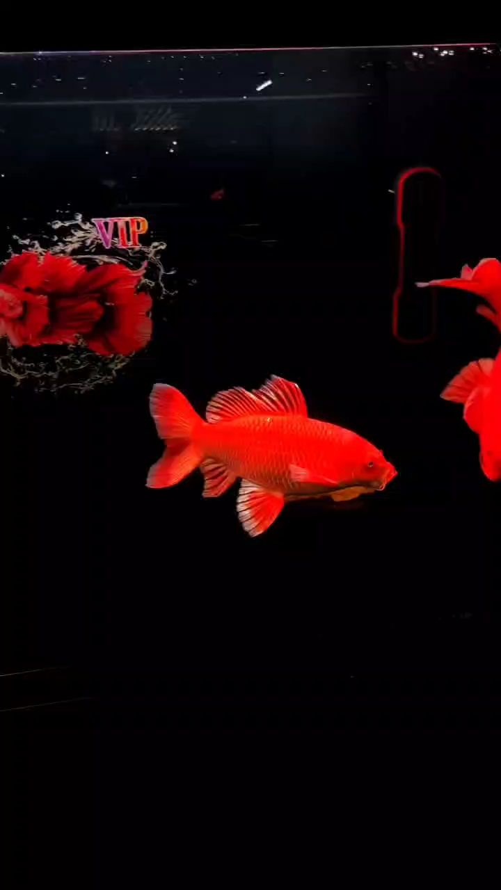下午好（300-400字的摘要細節）