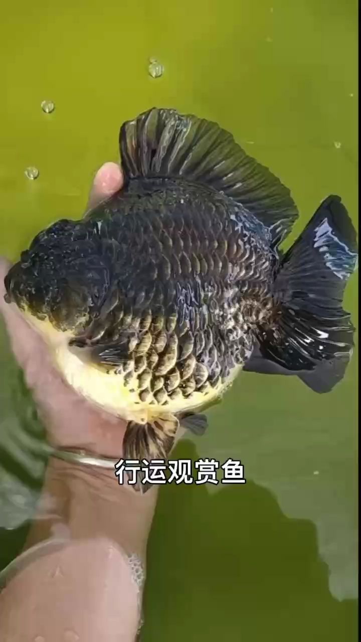 行運觀賞魚。（行運觀賞魚以其獨特的行為特征和飼養要求和飼養要求）