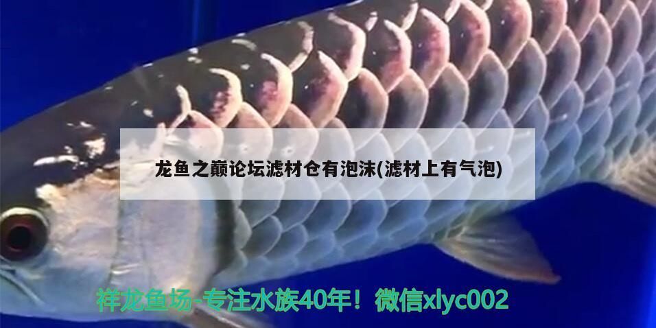 龍魚之巔論壇濾材倉有泡沫(濾材上有氣泡)（龍魚之巔論壇濾材倉有泡沫）