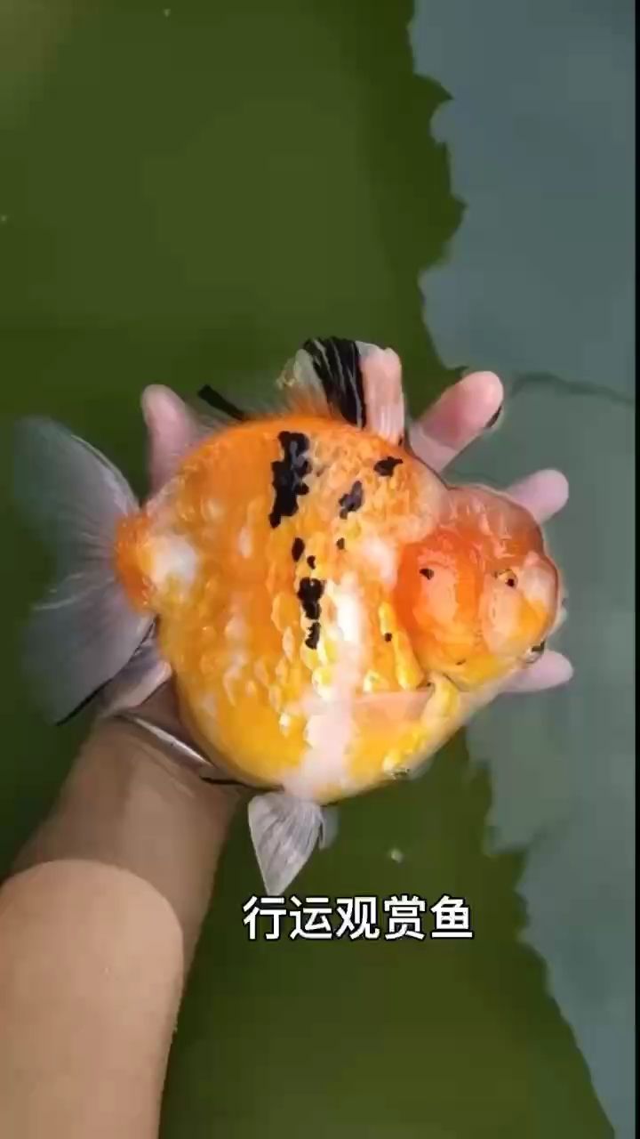 行運觀賞魚（行運觀賞魚是一種在水族館和家庭魚缸中廣泛飼養(yǎng)的魚類） 行運觀賞魚（行運觀賞魚是一種在水族館和家庭魚缸中廣泛飼養(yǎng)的魚類） 龍魚論壇