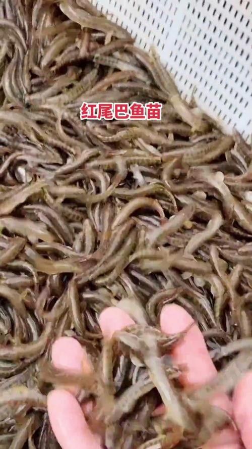 紅尾龍魚的價格是多少？（紅尾龍魚價格受到多種因素影響）