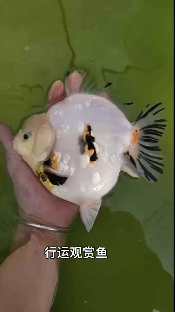 行運觀賞魚（行運觀賞魚不僅是美麗的裝飾品，也是文化和生態的重要組成部分）