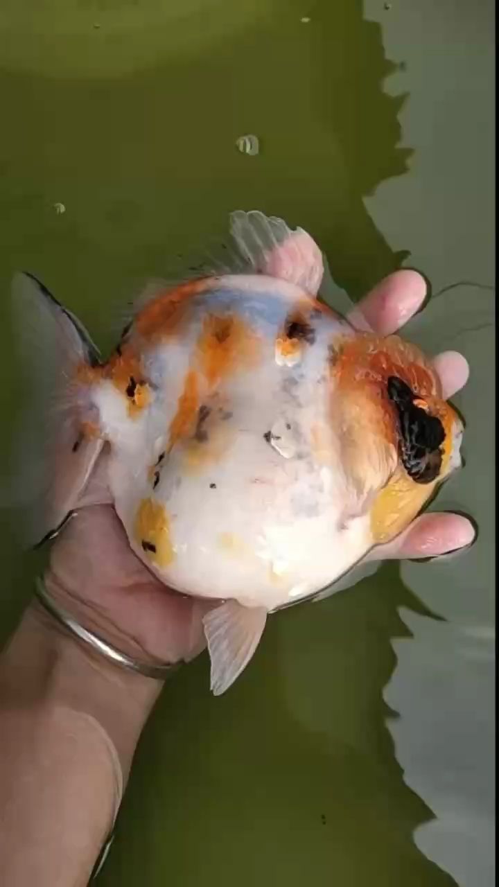 行運觀賞魚……（行運觀賞魚是水族愛好者中非常受歡迎的一類行運觀賞魚） 行運觀賞魚……（行運觀賞魚是水族愛好者中非常受歡迎的一類行運觀賞魚） 龍魚論壇