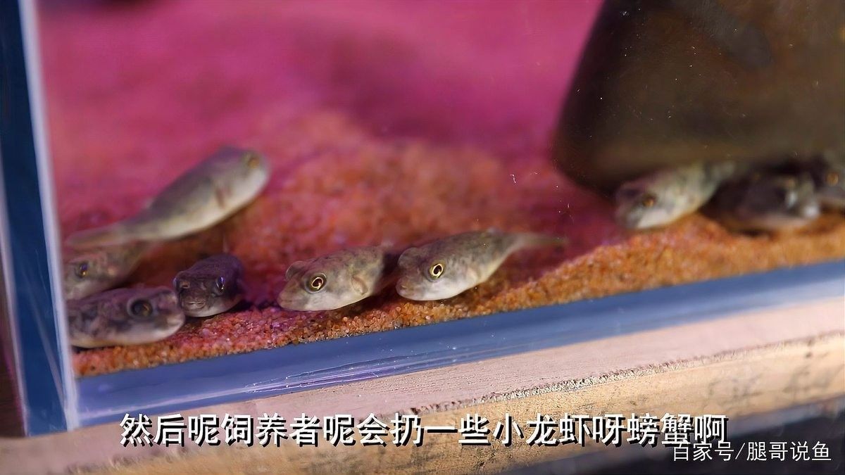 斑馬狗頭魚多久喂一次？（斑馬狗頭魚多久喂一次） 斑馬狗頭魚多久喂一次？（斑馬狗頭魚多久喂一次） 龍魚百科 第5張