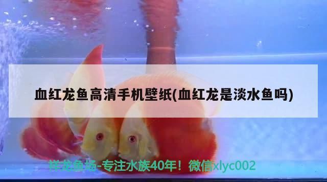 血紅龍魚高清手機壁紙(血紅龍是淡水魚嗎)