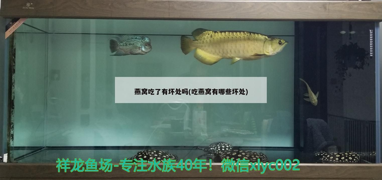 燕窩吃了有壞處嗎(吃燕窩有哪些壞處)（燕窩吃了有壞處嗎）