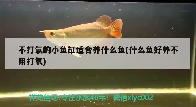 不打氧的小魚缸適合養什么魚(什么魚好養不用打氧)