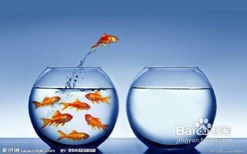 龍魚感染細菌怎么辦用什么藥好（龍魚感染細菌怎么辦用什么藥好得快）（龍魚感染細菌怎么辦）