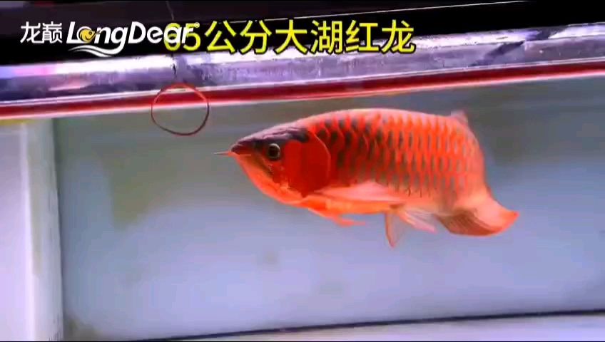 轉(zhuǎn)發(fā)876（“轉(zhuǎn)發(fā)876”的含義）