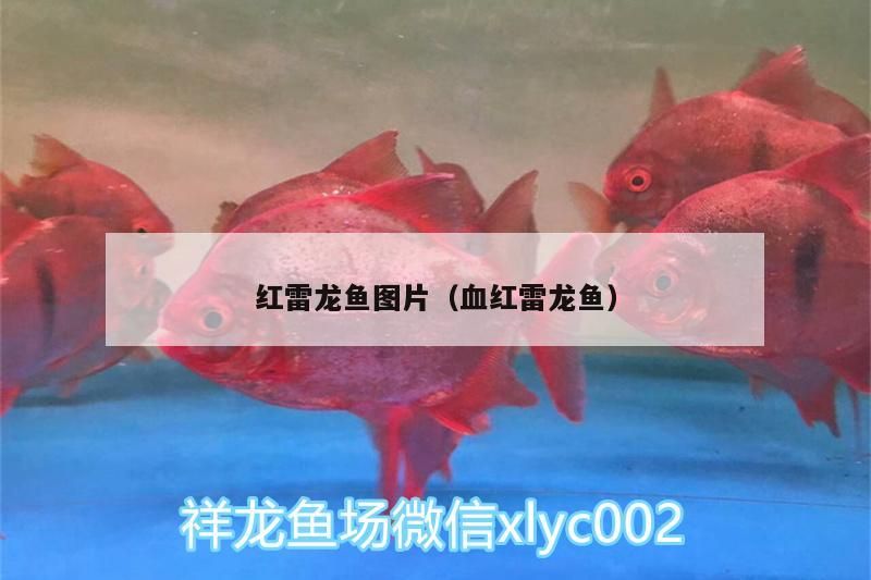 紅雷龍魚圖片（血紅雷龍魚）（寶石雷龍魚怎么養）