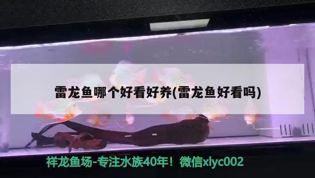 雷龍魚哪個好看好養(雷龍魚好看嗎)