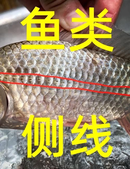 如何預防紅龍魚側線發黑？（紅龍魚側線發黑會自愈嗎，）