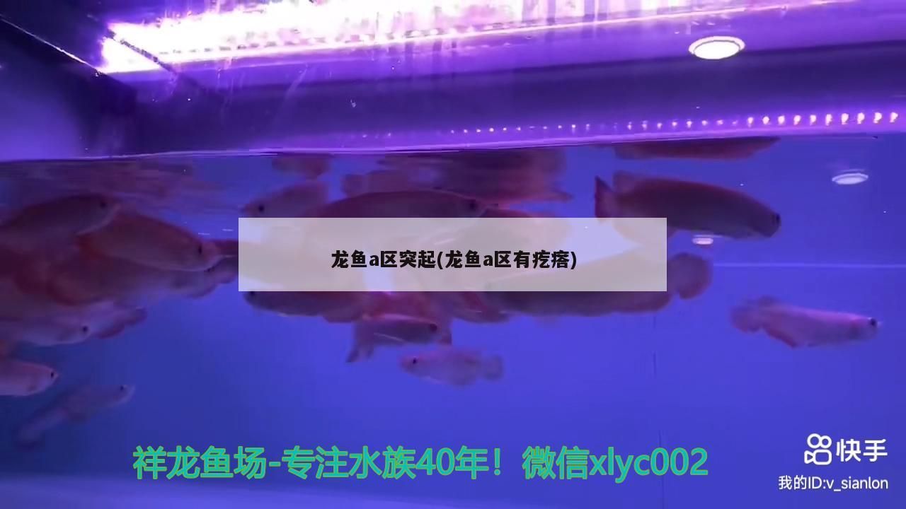龍魚a區突起(龍魚a區有疙瘩)