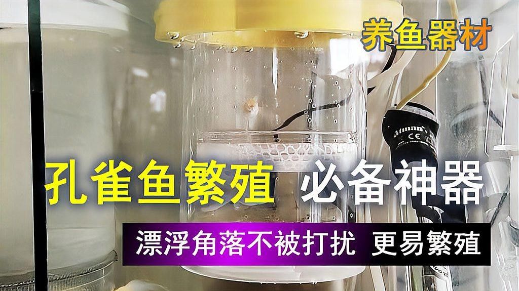 哪些設備是繁殖缸必備的？（繁殖缸選擇多大尺寸好呢）