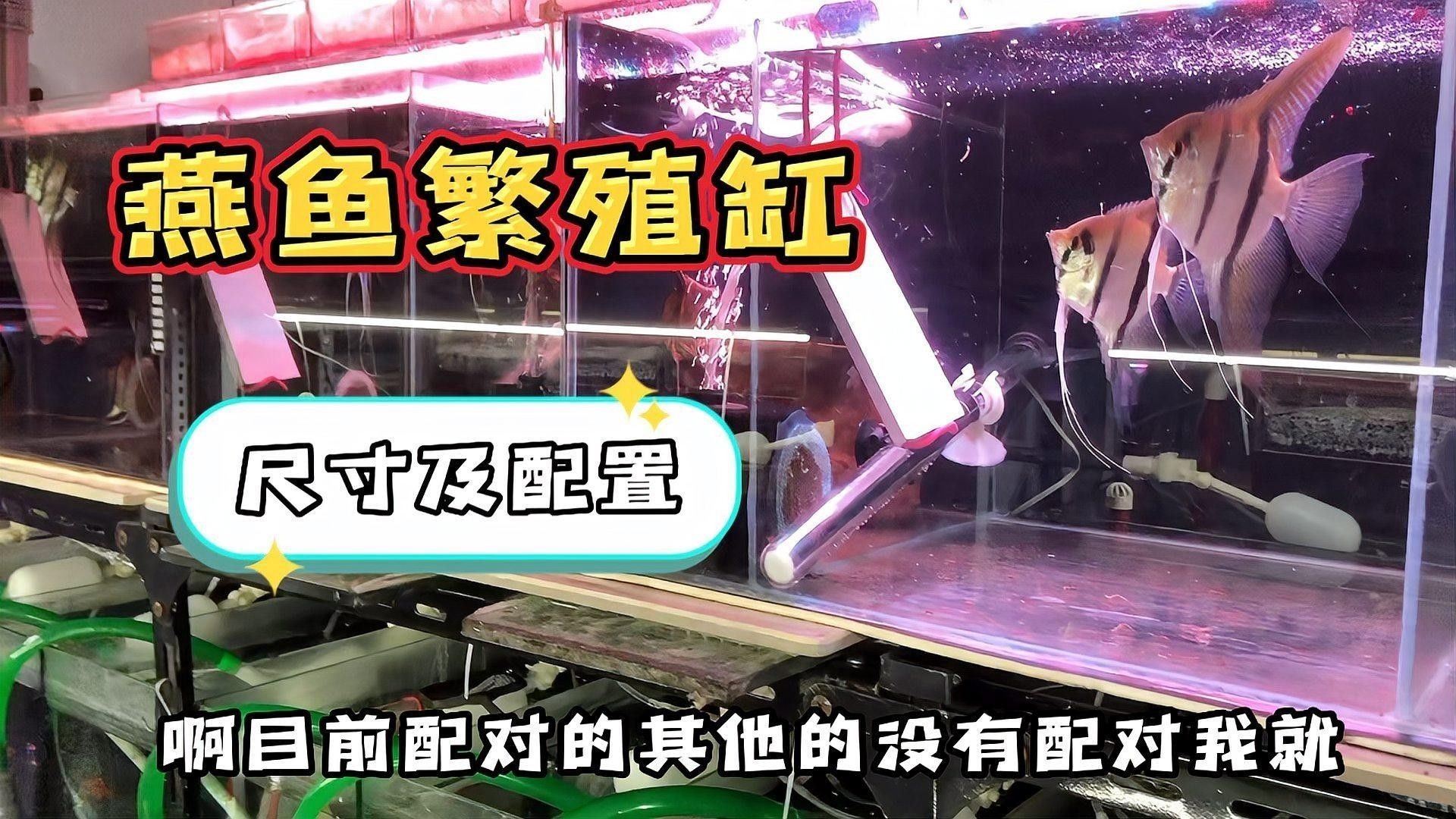 哪些設備是繁殖缸必備的？（繁殖缸選擇多大尺寸好呢）