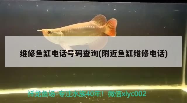 維修魚缸電話號碼查詢(附近魚缸維修電話)（維修魚缸電話號碼查詢）