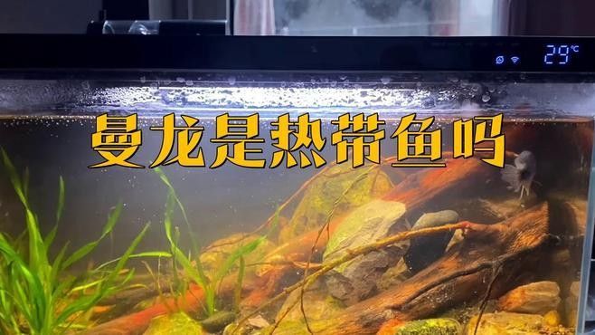 孔雀魚和曼龍魚哪個更耐寒（孔雀魚冬季無需加熱棒也能存活孔雀魚低溫極限揭秘指尖匠）