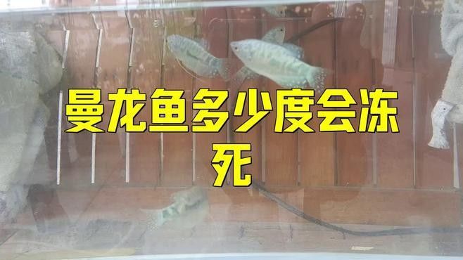 孔雀魚和曼龍魚哪個更耐寒（孔雀魚冬季無需加熱棒也能存活孔雀魚低溫極限揭秘指尖匠）