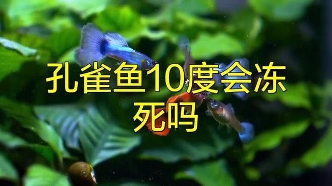孔雀魚和曼龍魚哪個更耐寒（孔雀魚冬季無需加熱棒也能存活孔雀魚低溫極限揭秘指尖匠）