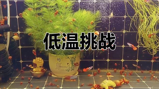 孔雀魚和曼龍魚哪個更耐寒（孔雀魚冬季無需加熱棒也能存活孔雀魚低溫極限揭秘指尖匠）