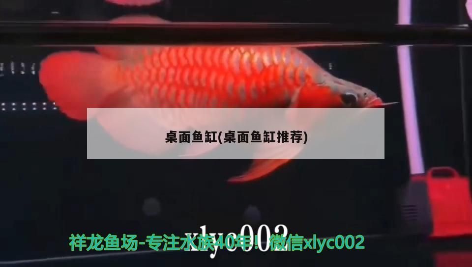桌面魚缸(桌面魚缸推薦)