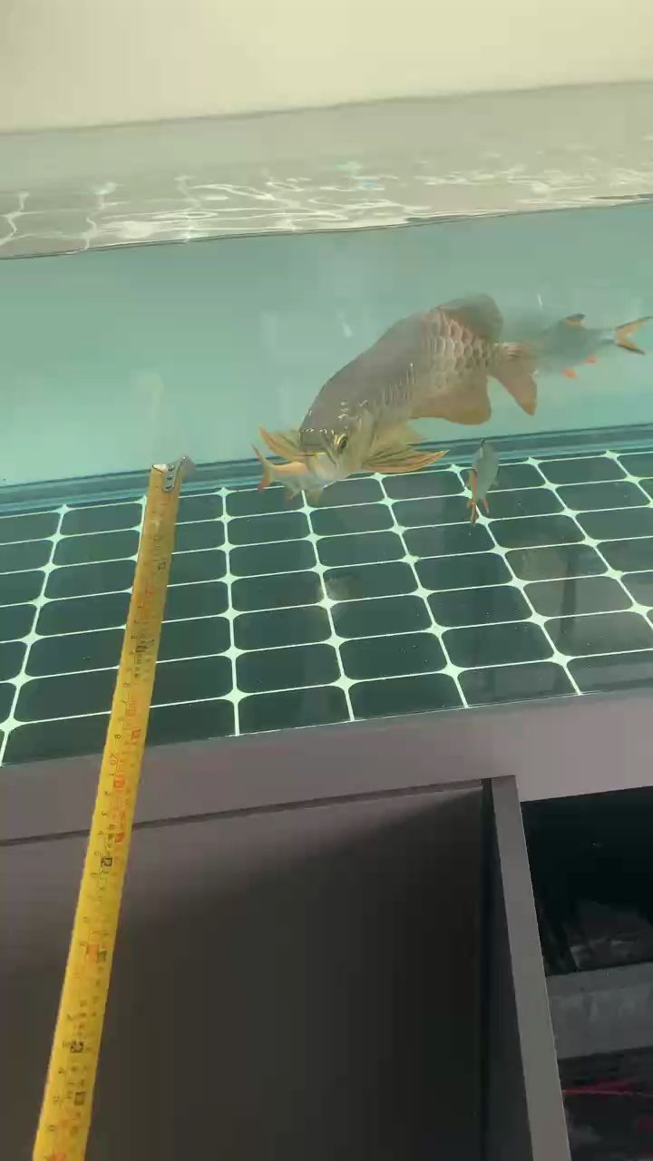 金龍換水（金龍換水的具體做法）
