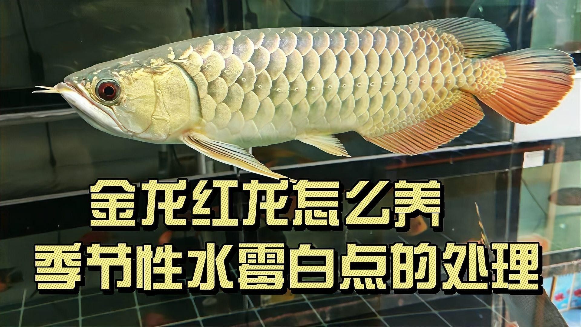 如何保持紅龍魚健康（紅龍魚的飼養方法）