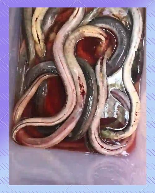 有沒有海南土龍魚生態攝影作品?(關于海南土龍魚生態攝影作品的簡要分析) 龍魚百科 第6張 有沒有海南土龍魚生態攝影作品?(關于海南土龍魚生態攝影作品的簡要分析) 有沒有海南土龍魚生態攝影作品?(關于海南土龍魚生態攝影作品的簡要分析) 龍魚百科 第6張