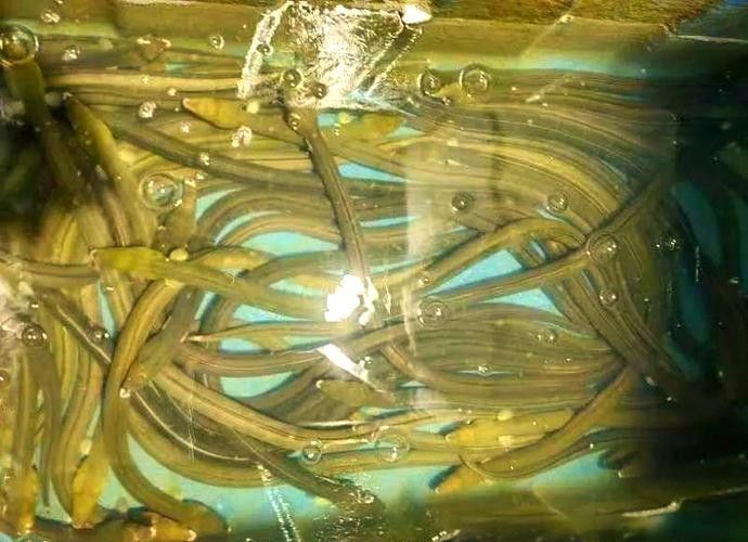 有沒有海南土龍魚生態攝影作品?(關于海南土龍魚生態攝影作品的簡要分析) 龍魚百科 第17張 有沒有海南土龍魚生態攝影作品?(關于海南土龍魚生態攝影作品的簡要分析) 有沒有海南土龍魚生態攝影作品?(關于海南土龍魚生態攝影作品的簡要分析) 龍魚百科 第17張