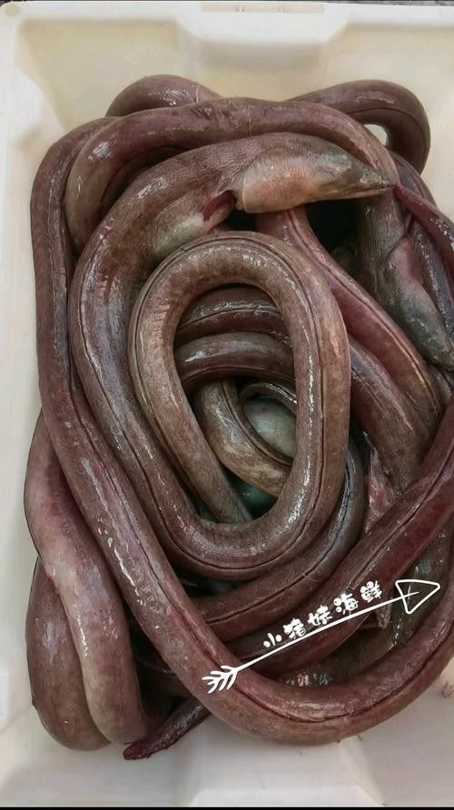 有沒有海南土龍魚生態攝影作品？（關于海南土龍魚生態攝影作品的簡要分析） 有沒有海南土龍魚生態攝影作品？（關于海南土龍魚生態攝影作品的簡要分析） 龍魚百科 第26張
