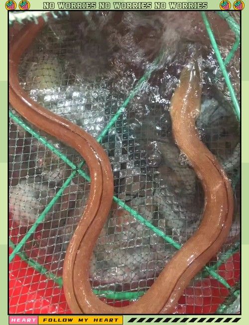 有沒有海南土龍魚生態攝影作品?(關于海南土龍魚生態攝影作品的簡要分析) 龍魚百科 第25張 有沒有海南土龍魚生態攝影作品?(關于海南土龍魚生態攝影作品的簡要分析) 有沒有海南土龍魚生態攝影作品?(關于海南土龍魚生態攝影作品的簡要分析) 龍魚百科 第25張