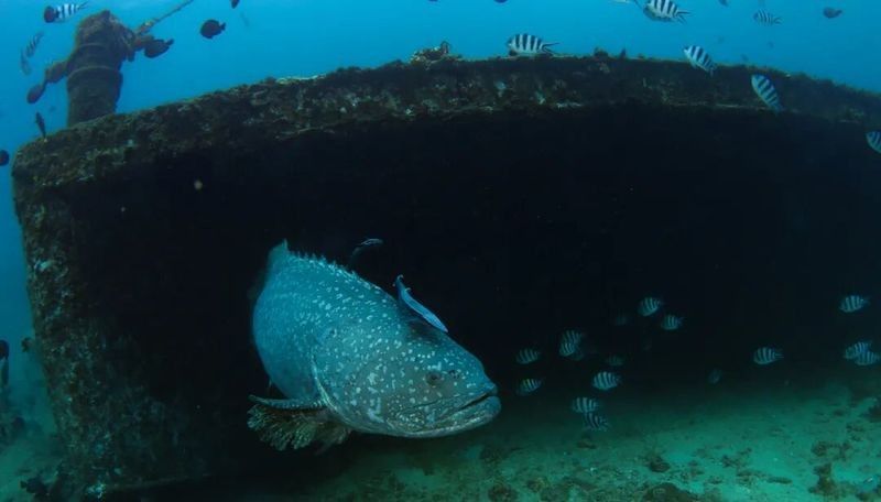 有沒有海南土龍魚生態攝影作品？（關于海南土龍魚生態攝影作品的簡要分析） 有沒有海南土龍魚生態攝影作品？（關于海南土龍魚生態攝影作品的簡要分析） 龍魚百科 第27張