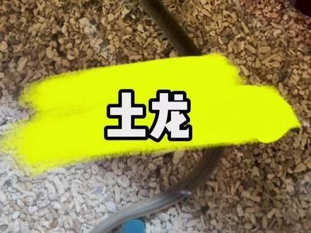 有沒有海南土龍魚生態攝影作品？（關于海南土龍魚生態攝影作品的簡要分析） 有沒有海南土龍魚生態攝影作品？（關于海南土龍魚生態攝影作品的簡要分析） 龍魚百科 第30張