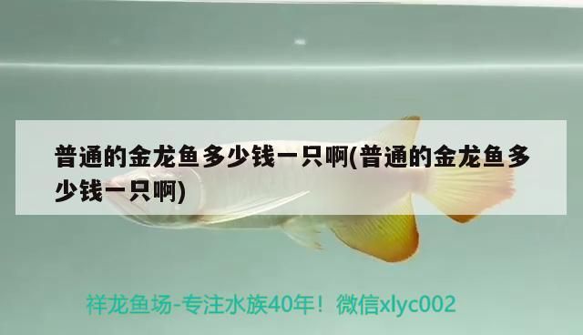 普通的金龍魚多少錢一只啊(普通的金龍魚多少錢一只啊)（普通的金龍魚多少錢一只）