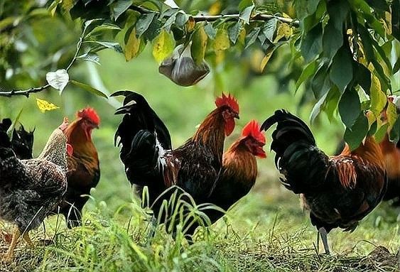 如何科學配制自制飼料？